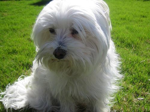 Photo Maltese