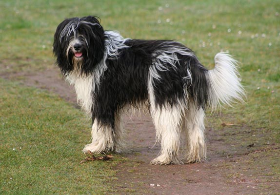Photo de Schapendoes Néerlandais