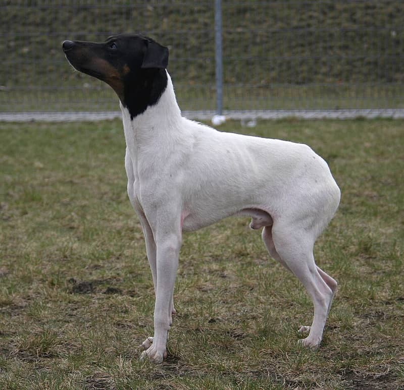 Photo de Terrier Japonais
