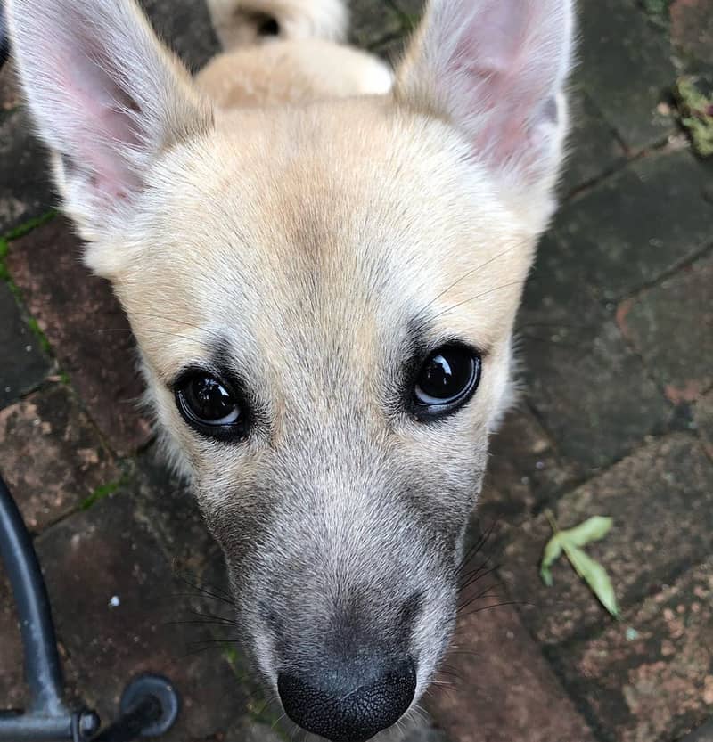 Photo de Buhund Norvégien