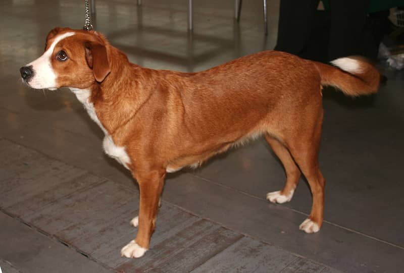 Photo de Pinscher Autrichien