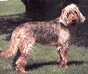 Photo de Chien à Loutre