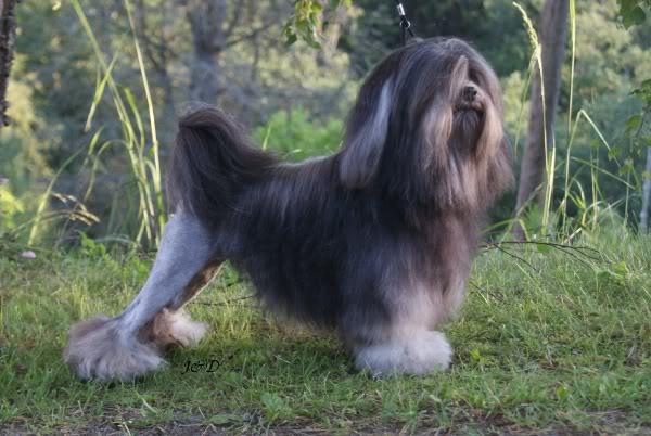 Photo de Petit Chien Lion