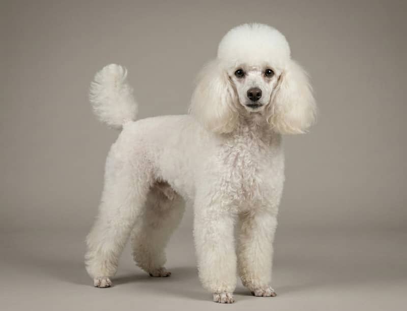 Photo de Caniche (Miniature)