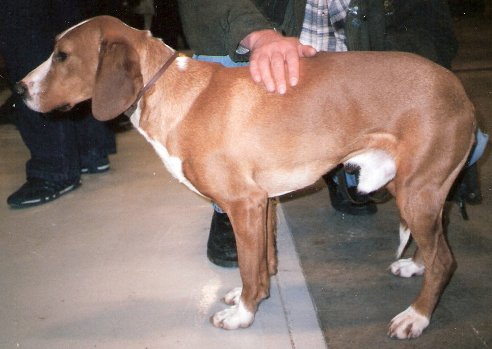 Photo de Chien Courant de la Vallée de la Save