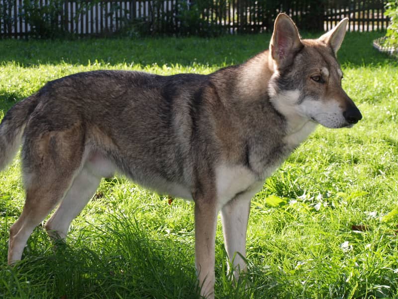 Photo de Chien-loup de Saarloos