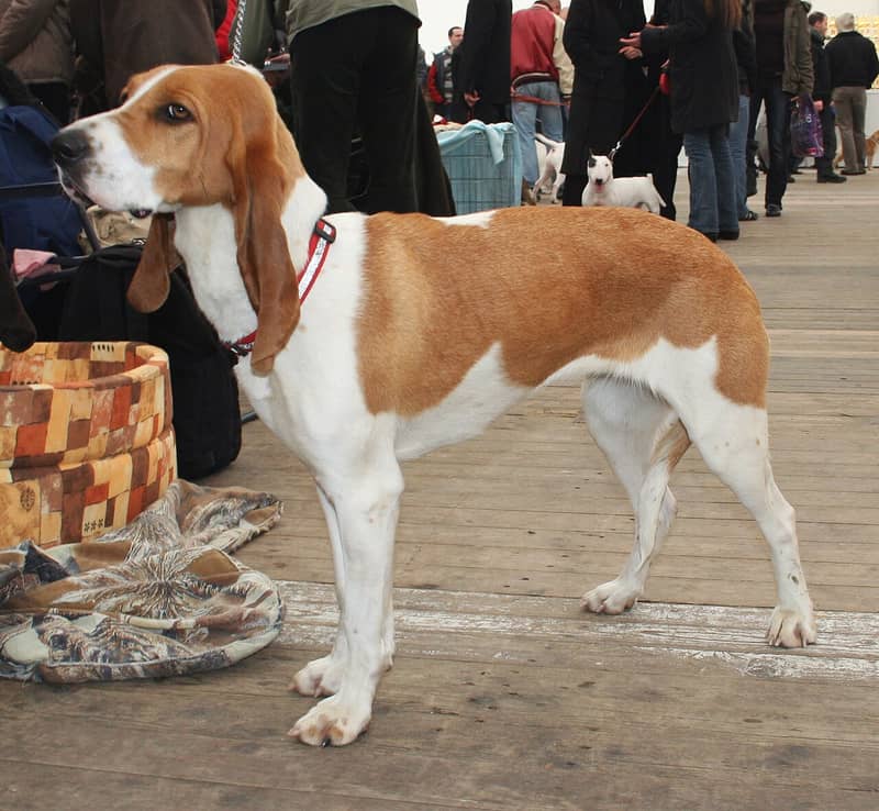 Photo de Chien Courant Suisse