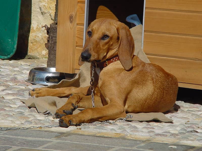 Photo de Segugio Italien à Poil Ras