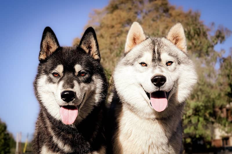 Photo de Husky de Sibérie