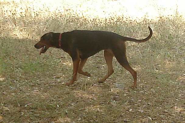 Photo de Chien Courant Serbe