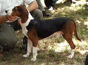 Photo de Chien Courant Tricolore Serbe