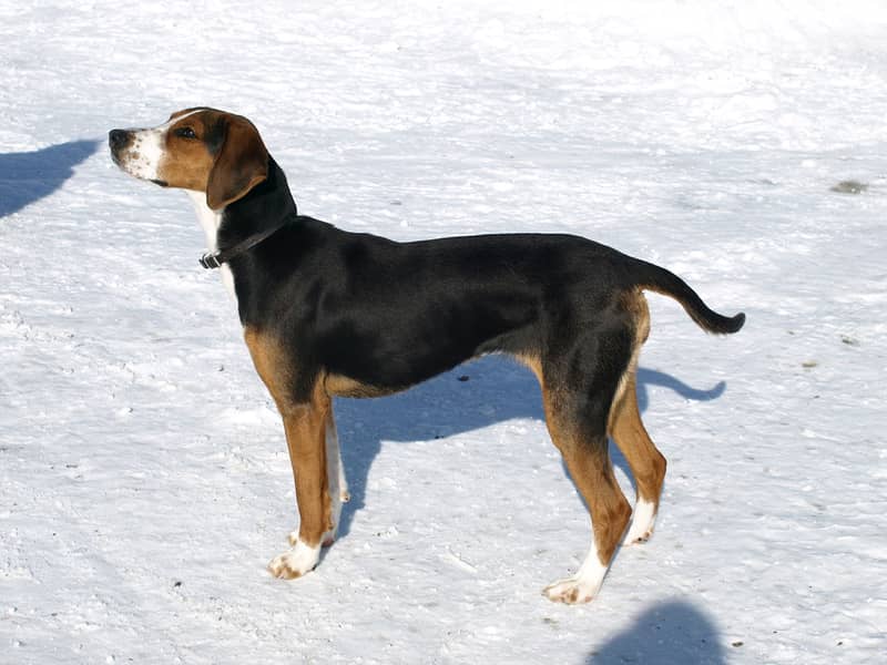 Photo de Chien Courant Finlandais