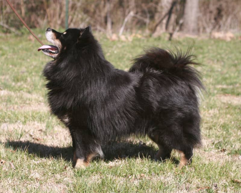 Photo de Chien Finnois de Laponie