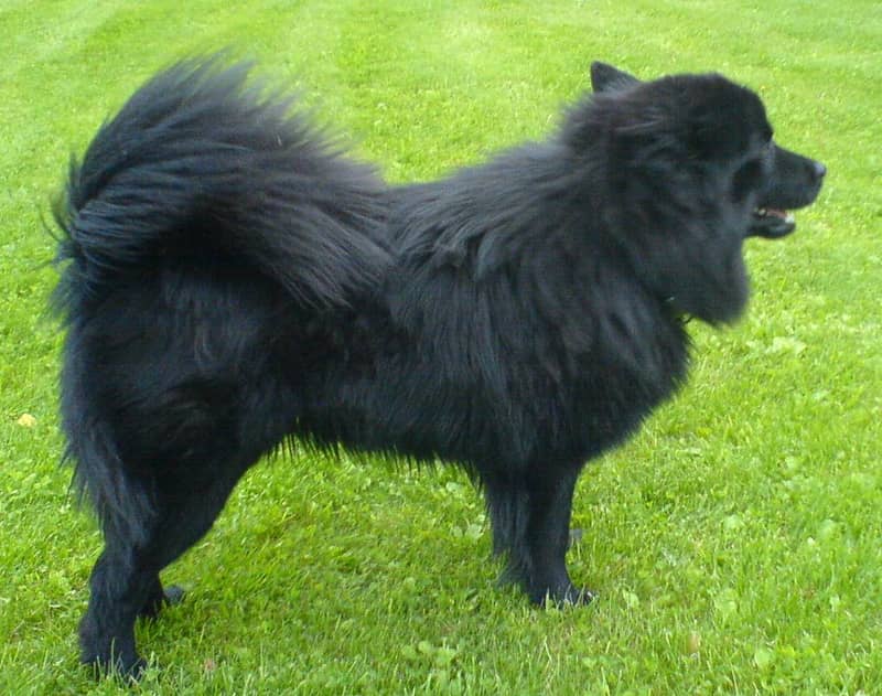 Photo de Lapphund Suédois
