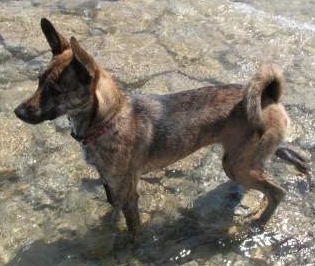Photo de Chien de Taïwan