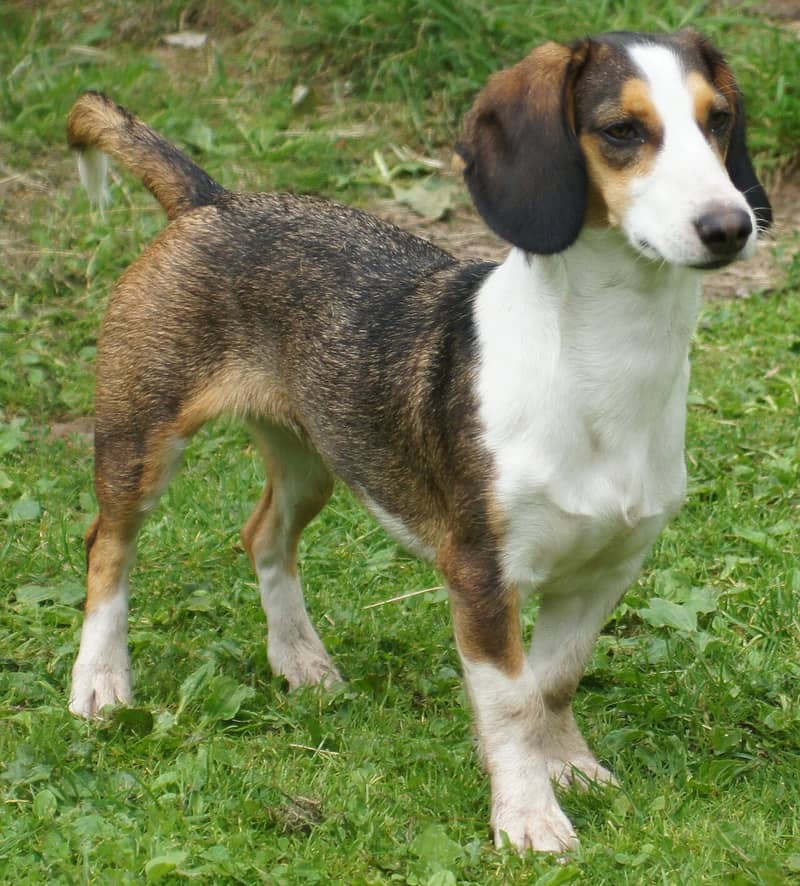 Photo de Basset de Westphalie
