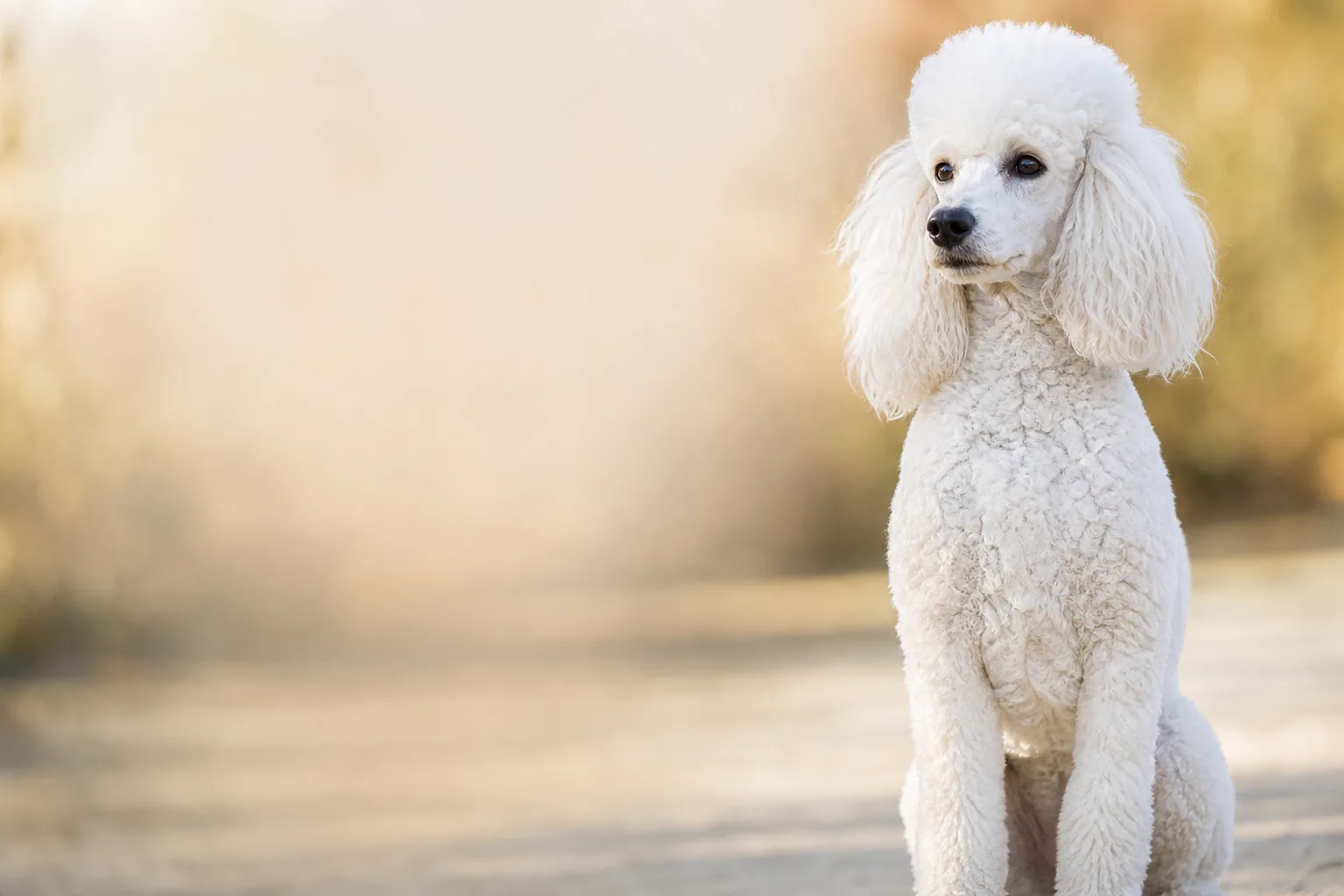 Caniche blanc au pelage bouclé